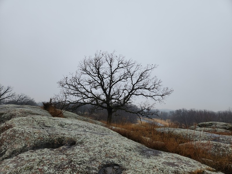 Bur Oak photo 8
