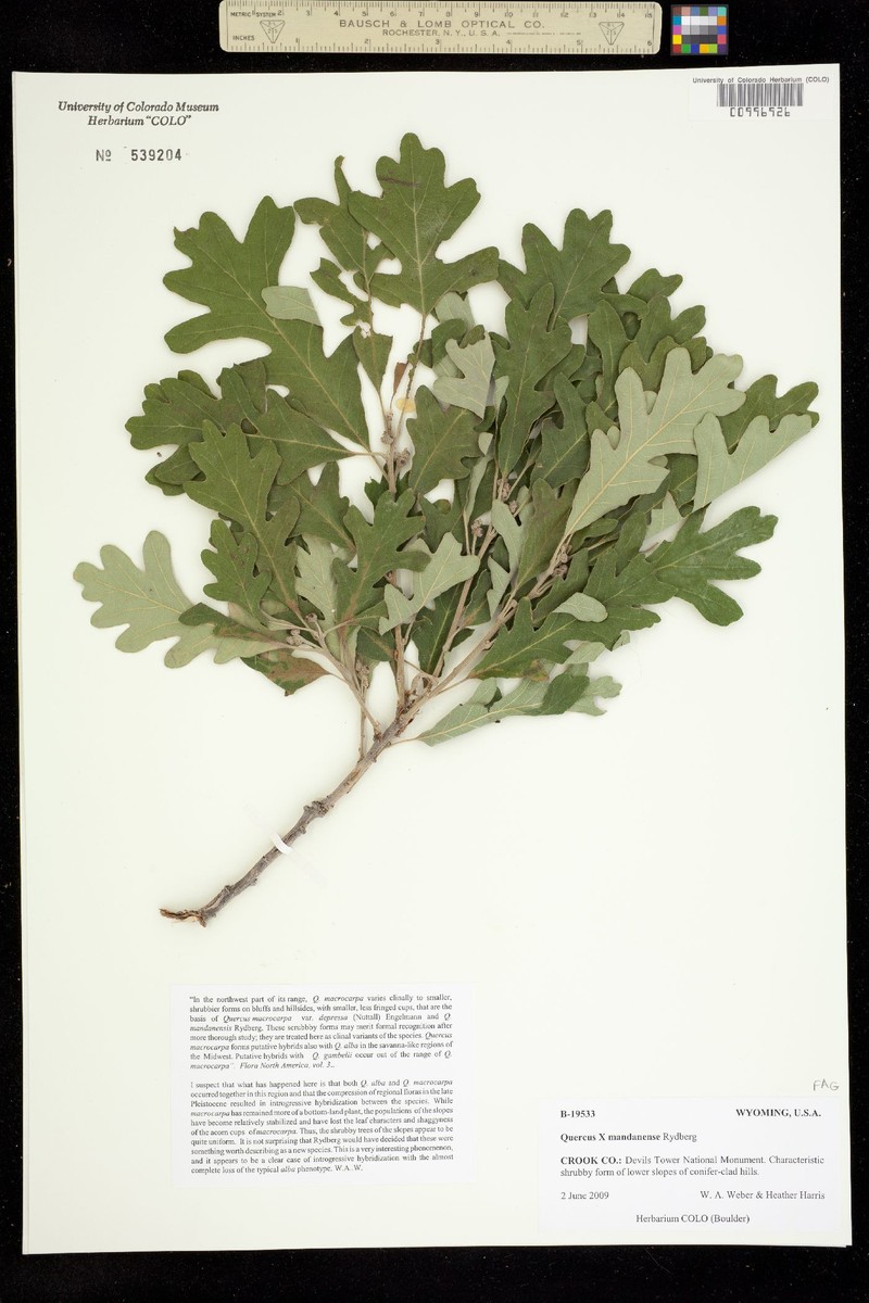 Quercus macrocarpa var. depressa photo 3