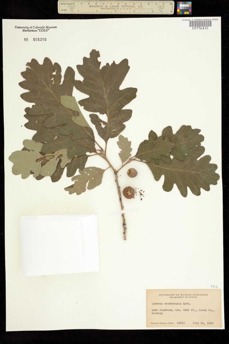 Quercus macrocarpa var. depressa photo 4