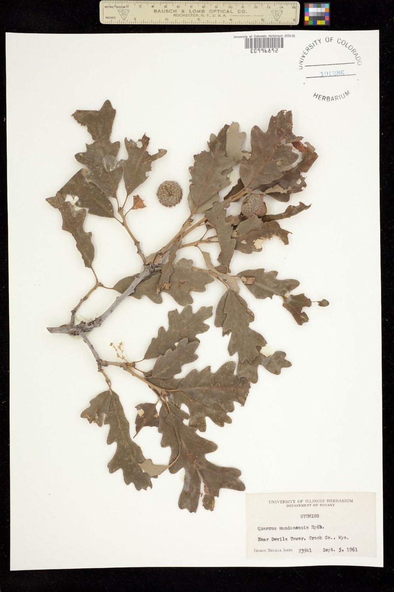 Quercus macrocarpa var. depressa photo 5