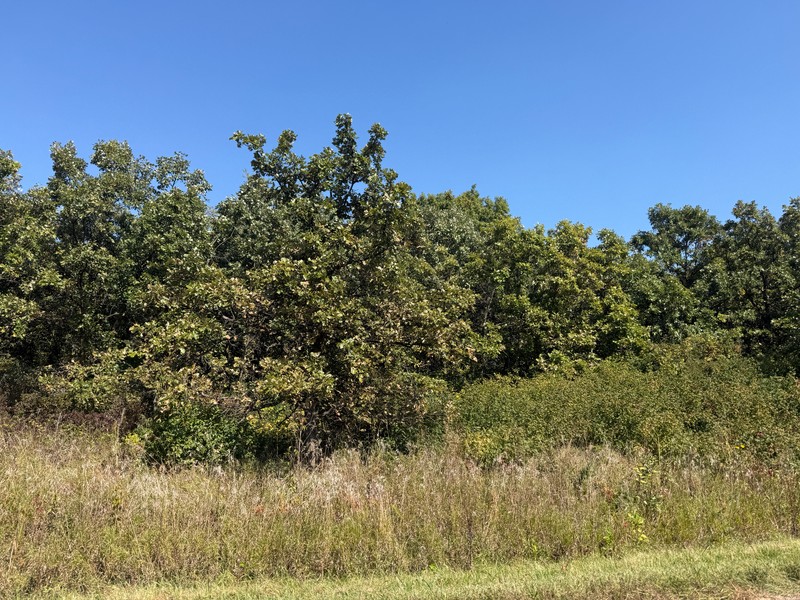Quercus macrocarpa var. depressa