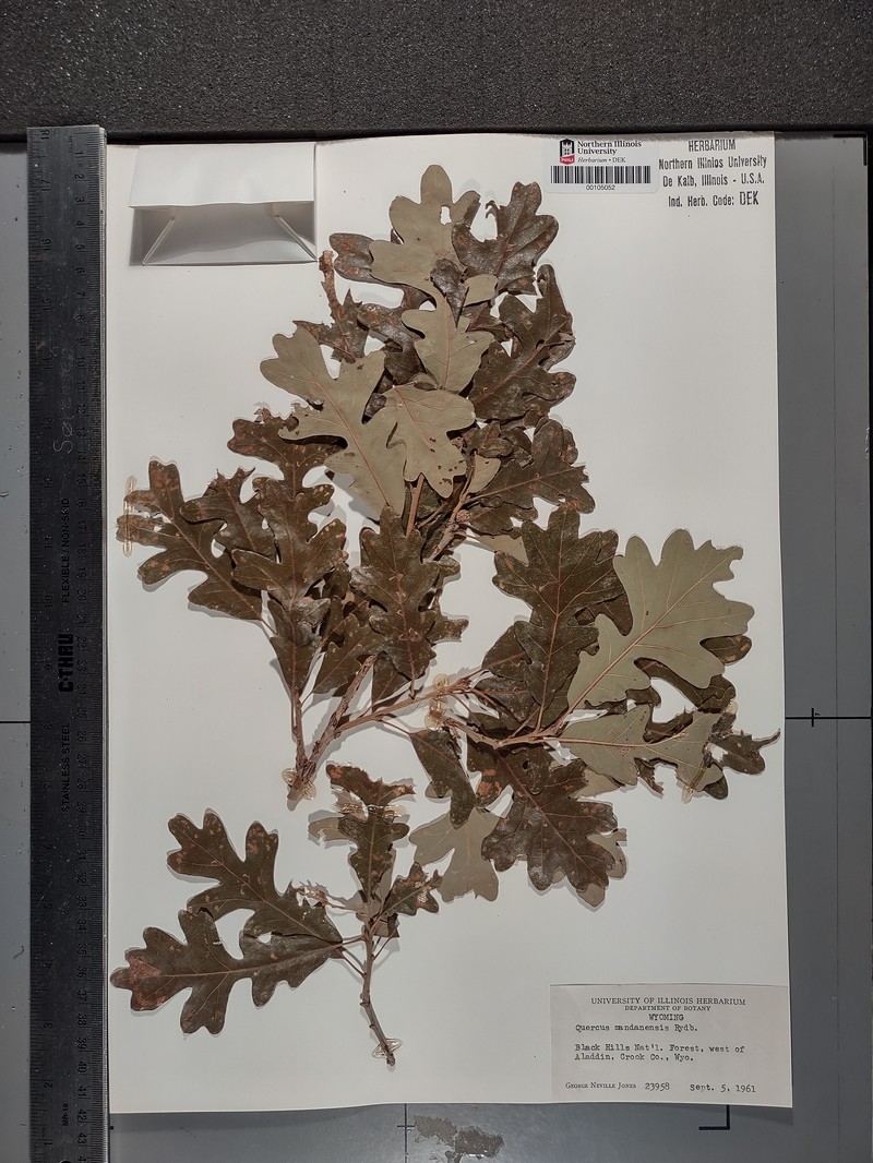 Quercus macrocarpa var. depressa photo 2