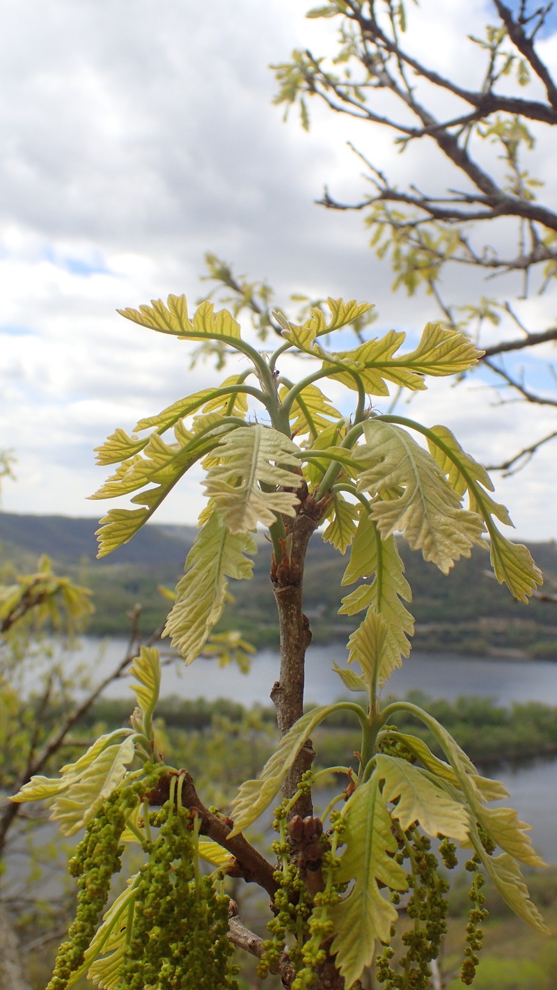Quercus macrocarpa var. macrocarpa