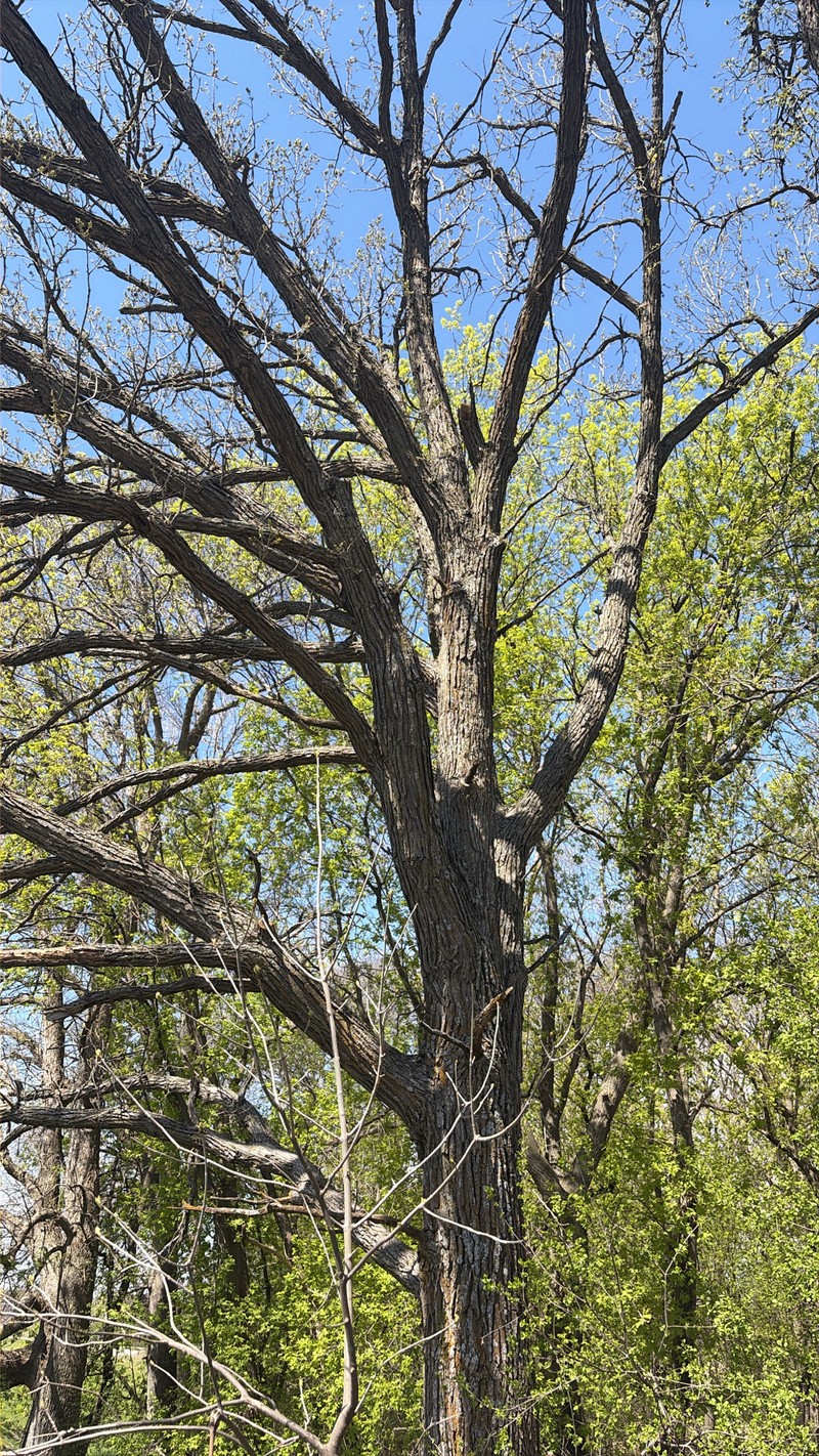 Quercus macrocarpa var. macrocarpa photo 2