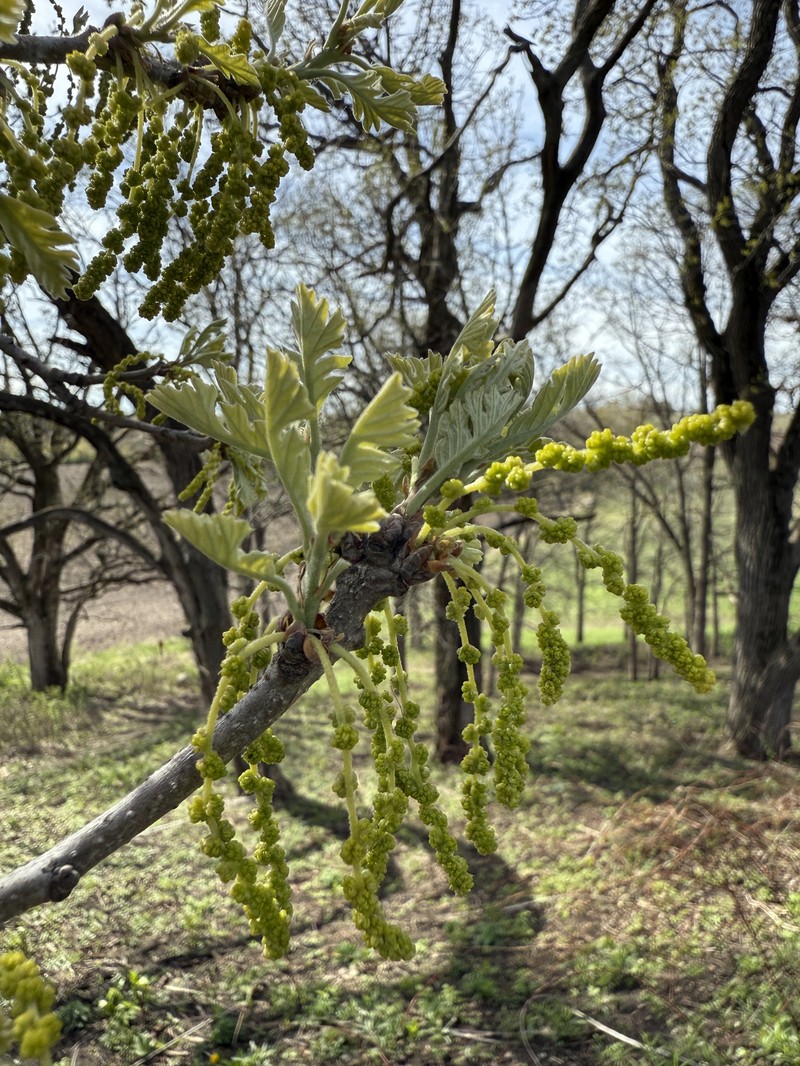 Quercus macrocarpa var. macrocarpa photo 4