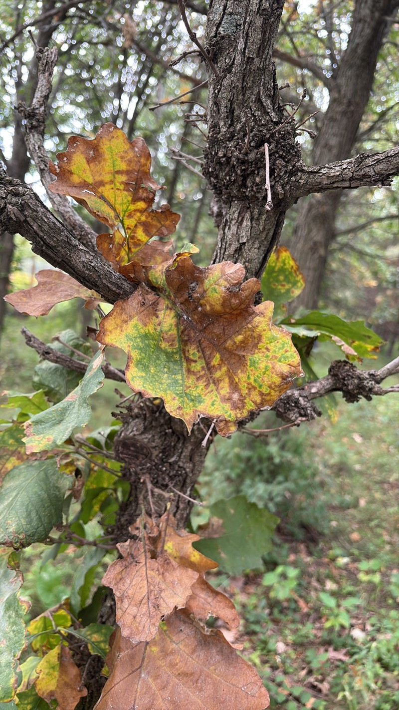 Quercus macrocarpa var. macrocarpa photo 5
