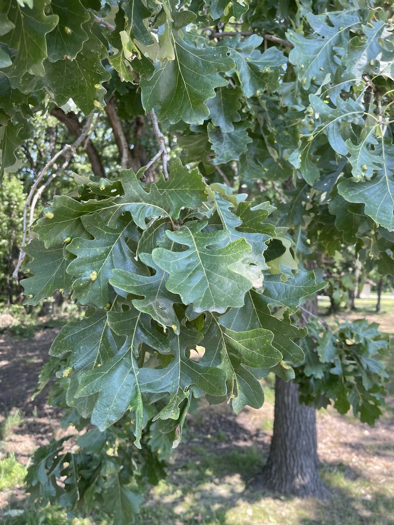 Quercus macrocarpa var. macrocarpa photo 7