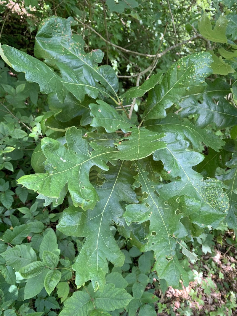 Quercus macrocarpa var. macrocarpa photo 8