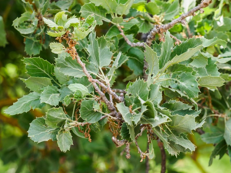 Vallonea Oak photo 3