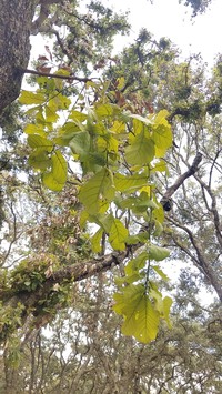 Quercus magnoliifolia