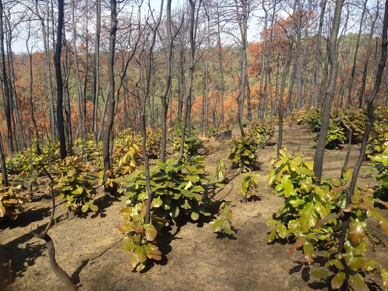 Quercus magnoliifolia photo 2