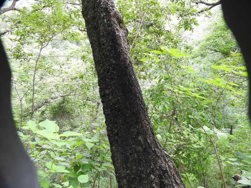 Quercus magnoliifolia photo 3