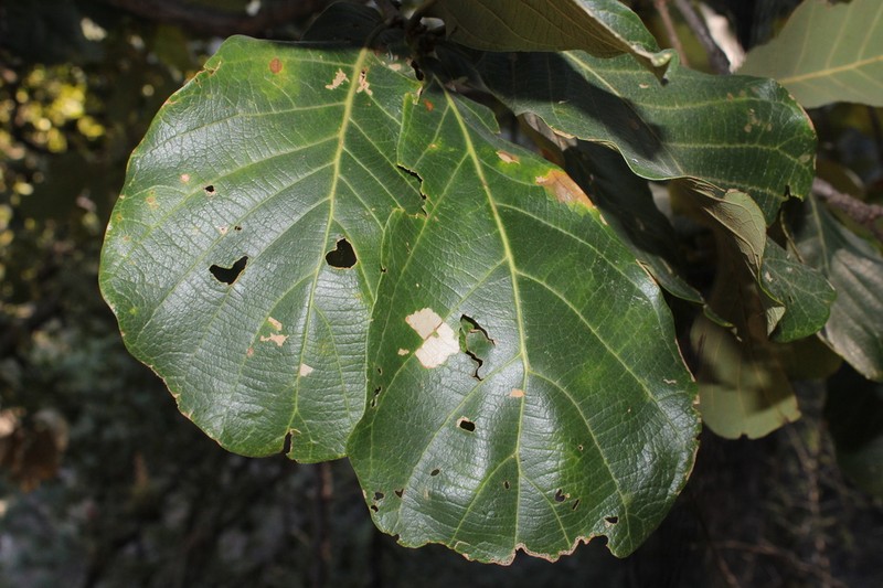Quercus magnoliifolia photo 4