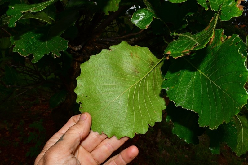 Quercus magnoliifolia photo 5