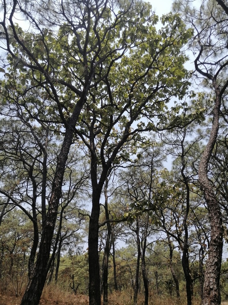 Quercus magnoliifolia photo 6