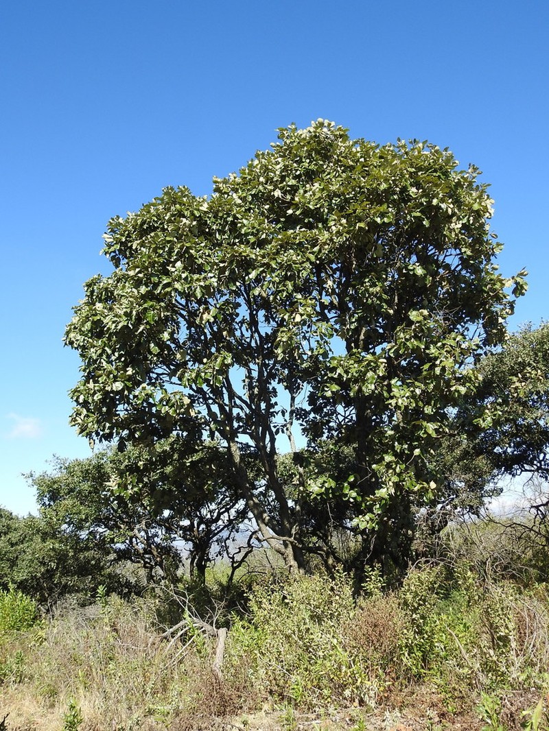 Quercus magnoliifolia photo 7