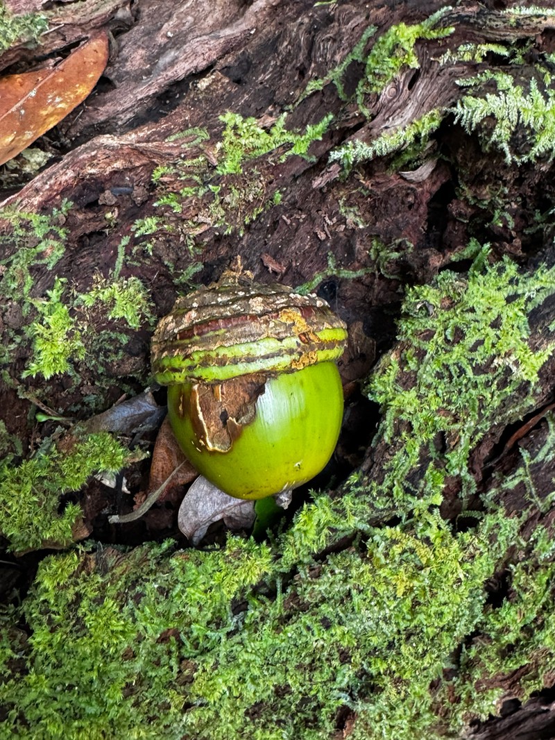 Quercus mangdenensis
