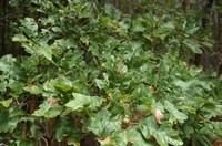 Sand Post Oak