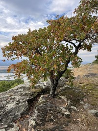 Blackjack Oak