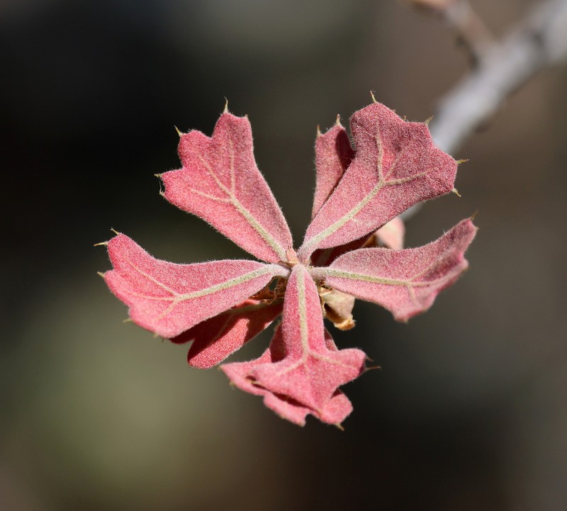 Blackjack Oak photo 2