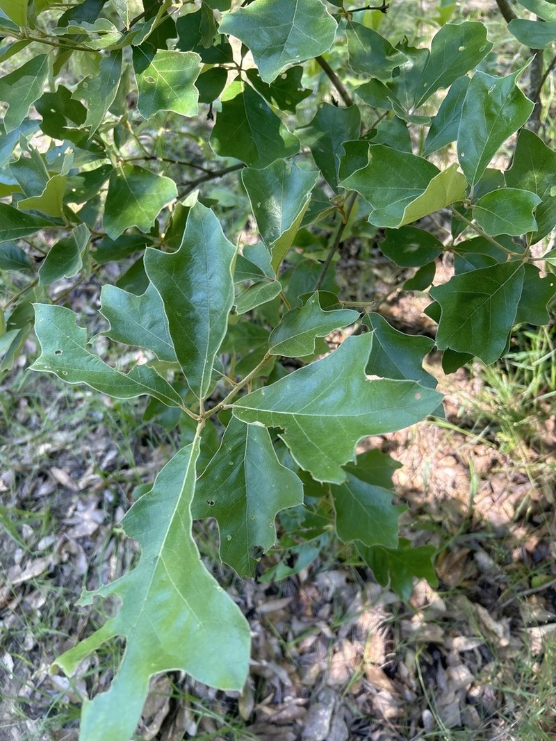 Blackjack Oak photo 3