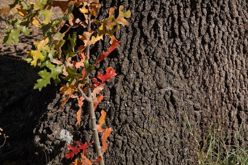 Blackjack Oak photo 4
