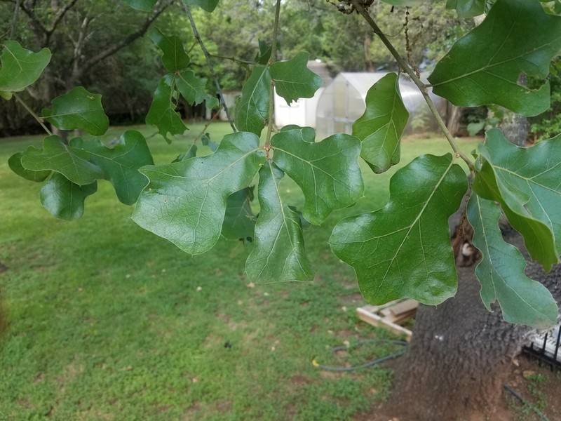 Blackjack Oak photo 5