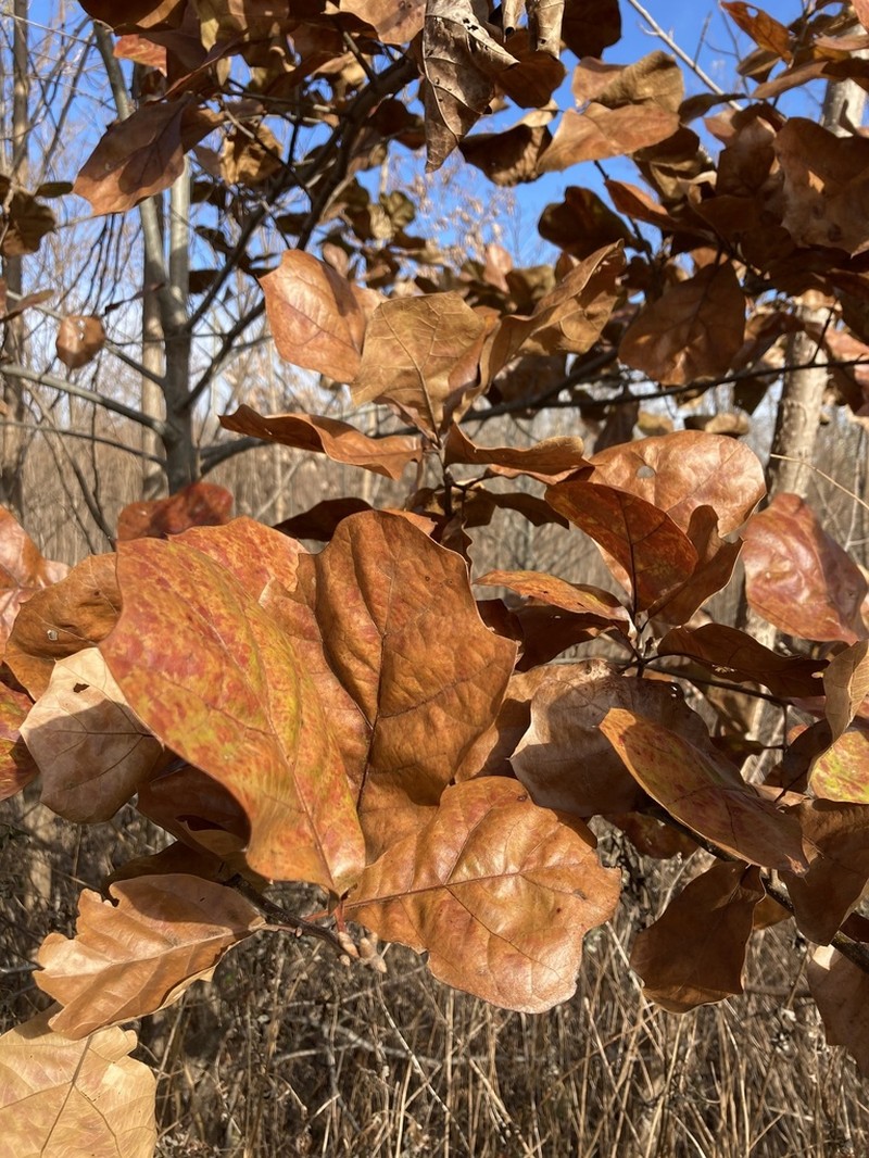 Blackjack Oak photo 6
