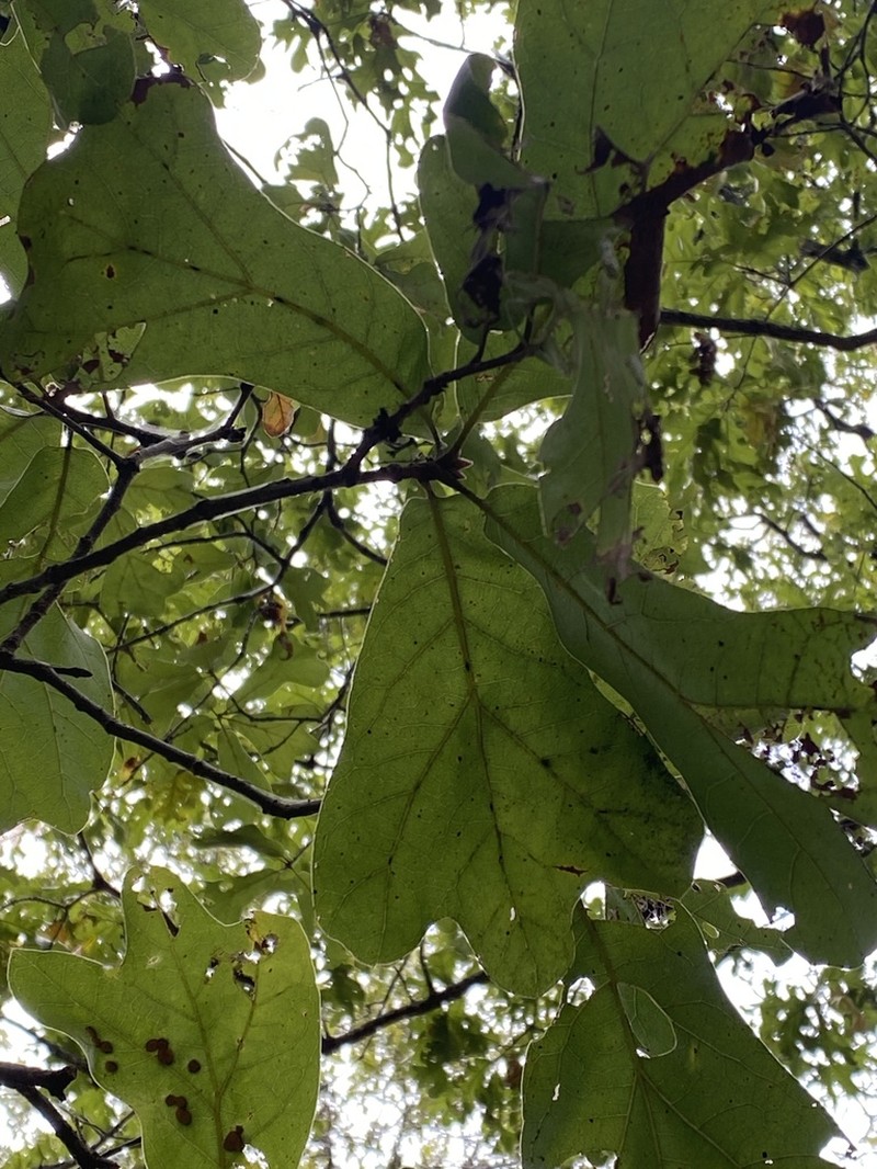Blackjack Oak photo 7