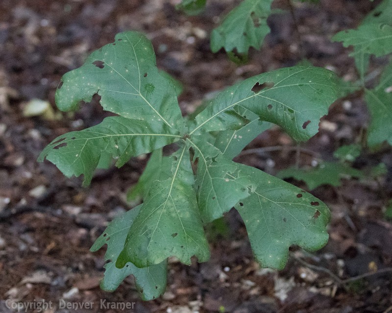 Blackjack Oak photo 8