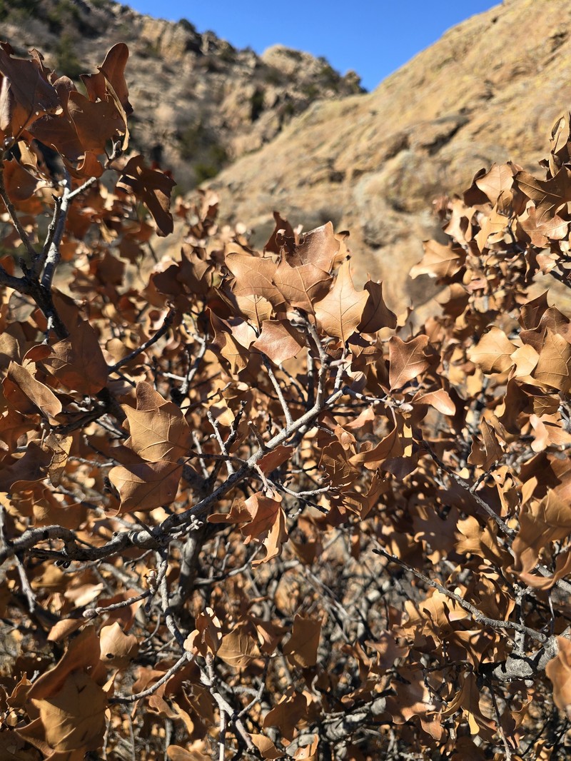 Quercus marilandica var. ashei