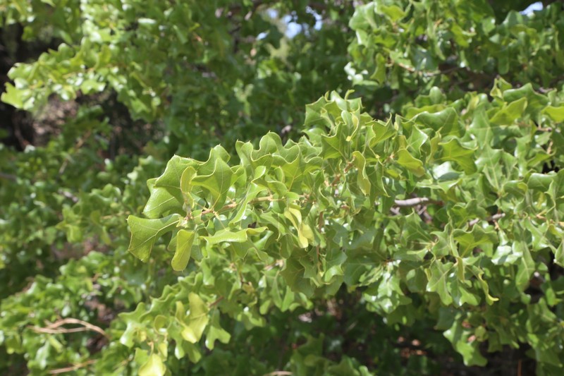 Quercus marilandica var. ashei photo 2