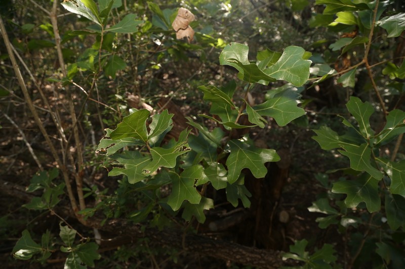 Quercus marilandica var. ashei photo 3