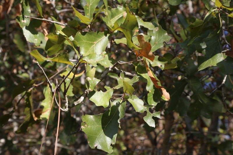 Quercus marilandica var. ashei photo 4