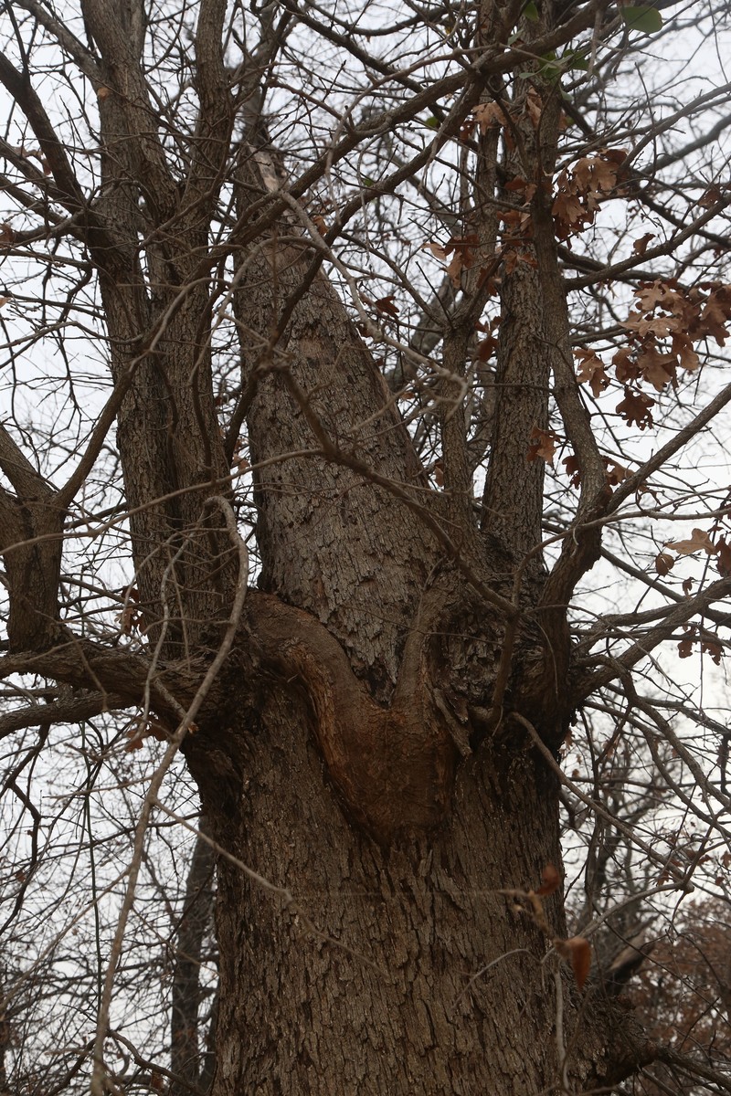 Quercus marilandica var. ashei photo 5