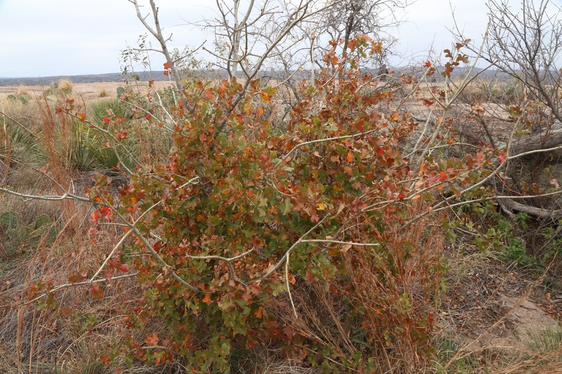 Quercus marilandica var. ashei photo 6