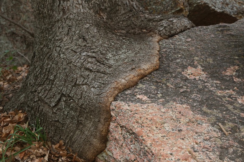 Quercus marilandica var. ashei photo 7