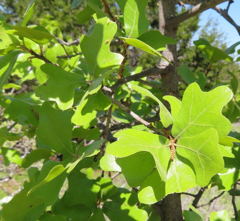 Quercus marilandica var. ashei photo 8