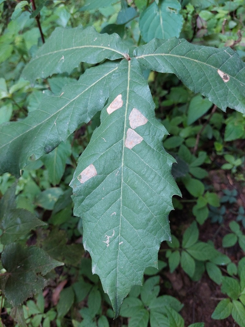 Quercus martinezii photo 2