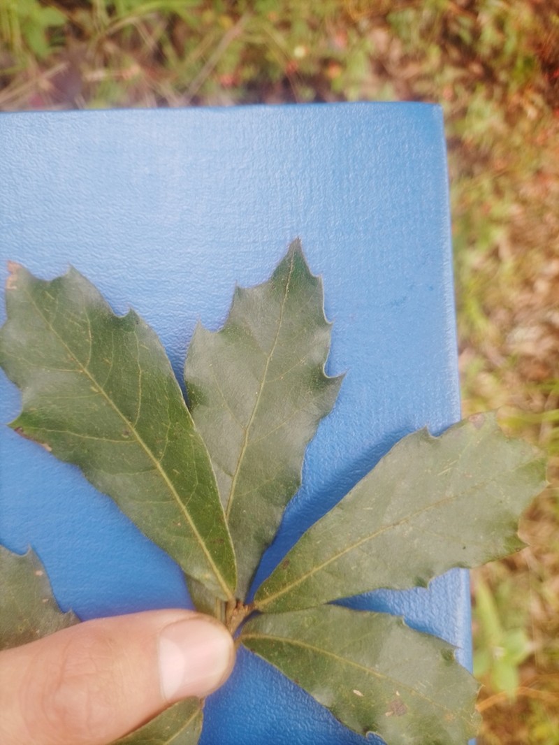 Quercus martinezii photo 3