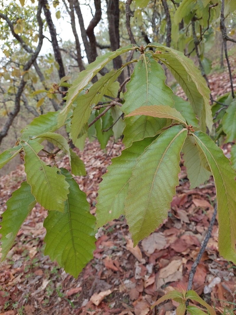 Quercus martinezii photo 5