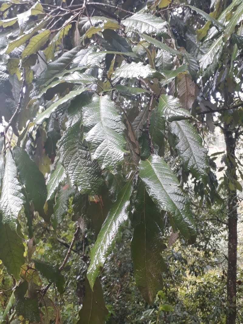 Quercus martinezii photo 6