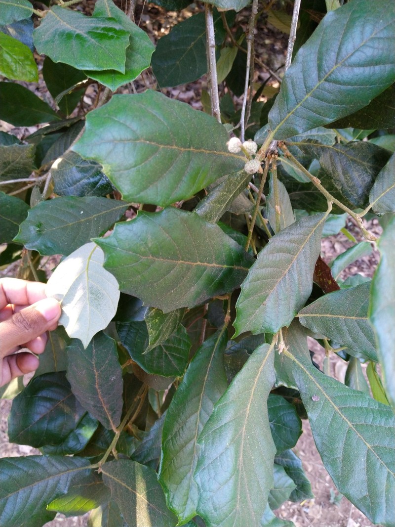 Quercus martinezii photo 7