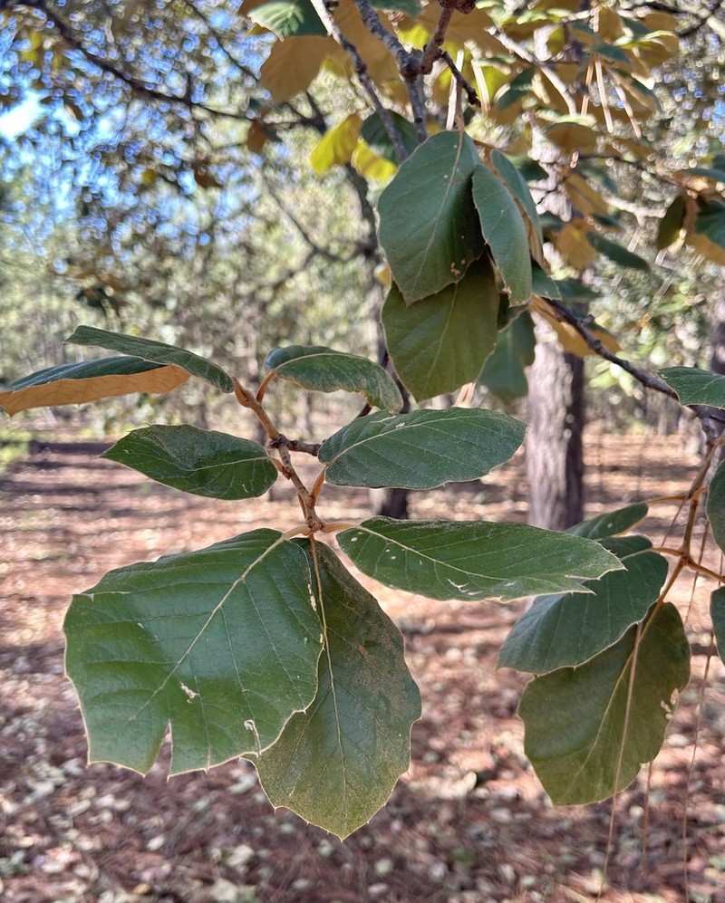 Quercus mcvaughii