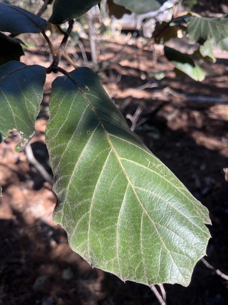 Quercus mcvaughii photo 2