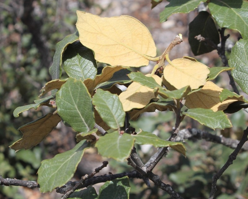 Quercus mcvaughii photo 3