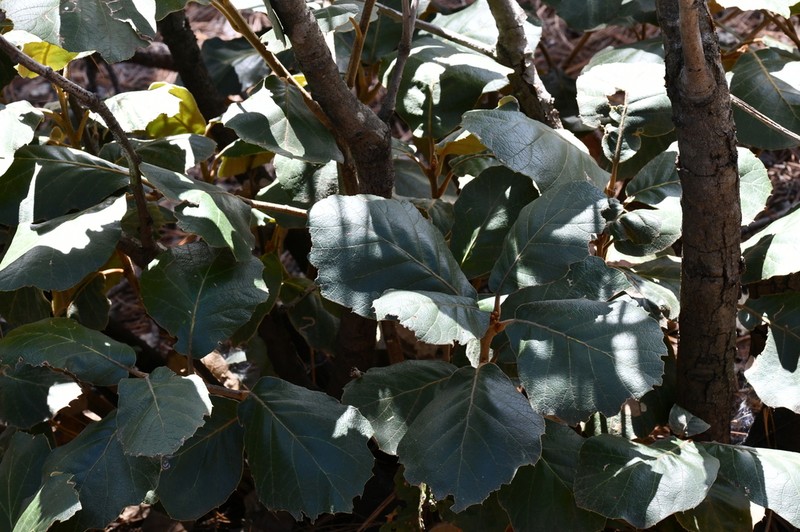 Quercus mcvaughii photo 4