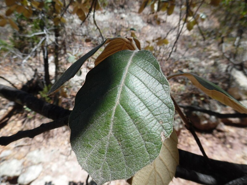 Quercus mcvaughii photo 5