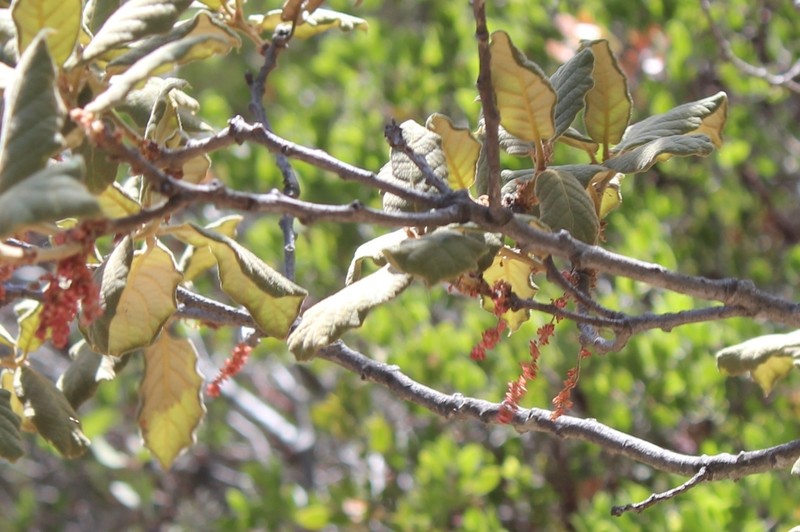 Quercus mcvaughii photo 6