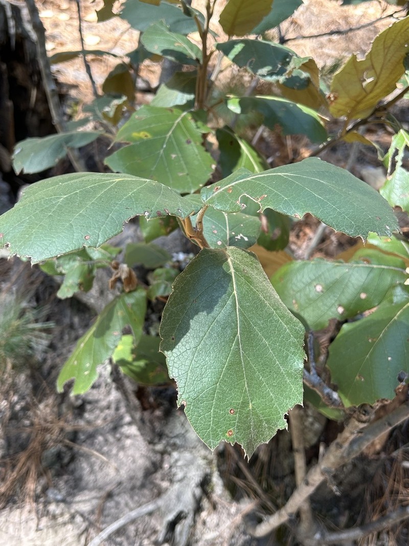 Quercus mcvaughii photo 8
